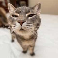 Funny Cats Compilation (Most Popular) Part 1