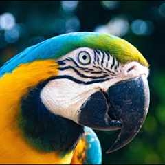 Pros And Cons Of Adopting Exotic Pets