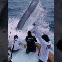 Giant Swordfish Caught by Fishermen! 🦭🦈🐙🪸 #giantcreature #deepseafishing
