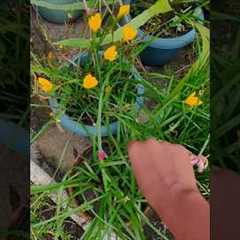 Do Plants Really Care About Period?🤔 Myth vs Reality #gardening #plants #myths #shorts