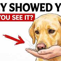 6 Things Dogs Only Do With Their FAVORITE PERSON, And What They Really Mean