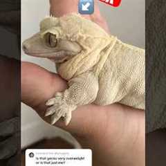 Is my crested gecko overweight?! #chunkygecko #crestedgecko