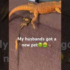 With in first 15 minutes we got her home. 🤮🤢💩😂 #pets #lizard #beardeddragon #poop #reptile #lol