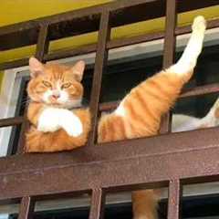 When Cats Think No One's Watching Them 😂 Funny Cat Videos 2026