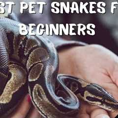 6 Best Snake Pets for Beginners: Easy to Take Care Of