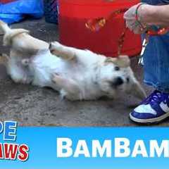 Abandoned dog needed medical help and a loving forever home.  💙