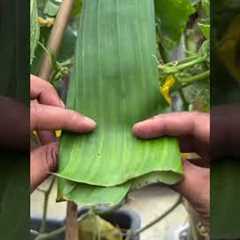 Cucumber protects tips from insects by using banana leafes #gardening #ytshorts
