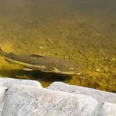 MONSTER FISH are SHOWING UP ALL OVER with the WARM WEATHER in the Shallow Waters of MIAMI!