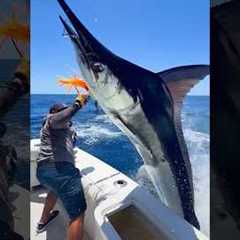 Marlin Launches Into Fishing Boat! #fishing #fisherman 🎥IG:@cabotxstar