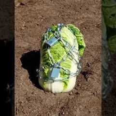 Gardening tips everyone need to know #gardentips #tips #adamrose