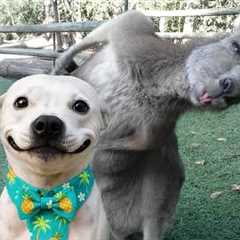 Animals Becoming Best Friends in the World 😍 Funny ANIMALS Video 2025