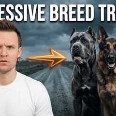The 7 Most Aggressive Dog Breeds As A Pro Dog Trainer
