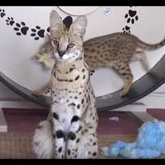 Walks on the Wild Side: Britain's Exotic Pets