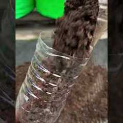 Growing tomato plant by using upside down technique #gardening #harvesting #ytshorts