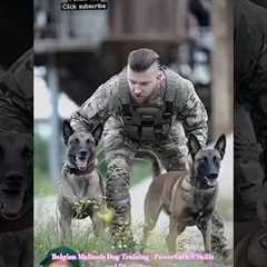 Belgian Malinois Dog Training | Powerful K9 Skills and Discipline 🐕‍🦺🔥 #dog #belgianmalinois #k9