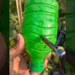 Planting bokchoy by using unique technique blank bottles #gardening #viralvideo #ytshorts