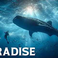 Unseen Paradise | Exploring the Untouched Diving Haven of Maldives and Beyond