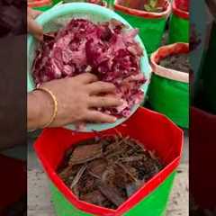 Growing black capsicum plant in bags from kitchen waste #fertilizer #gardening #viralvideo