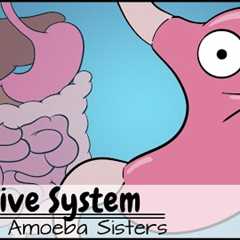 Digestive System