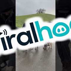 Police Puppy Dog Training || ViralHog