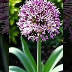 Ornamental allium — Allium spp  #leafsonggarden #garden #gardentour