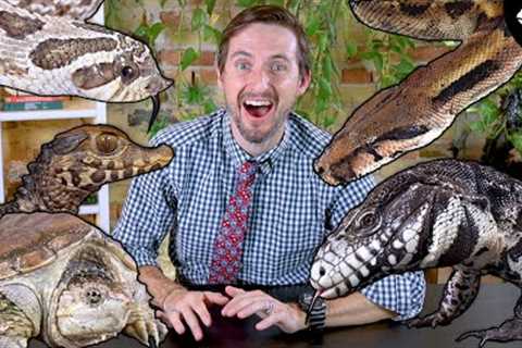 Top 6 Ultimate Pet Reptiles