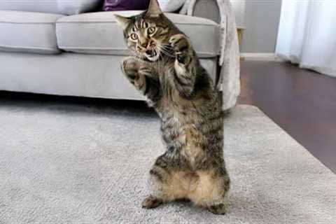 Life’s Never Boring With These Silly CATS! 😹 Funny Cat Videos