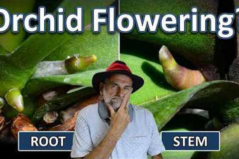 10 Orchid Fertilizer Myths ⏰🧿️🧙 What Recent Science Says