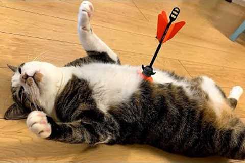 When Your Cat Deserves an Oscar for Best Comedian 🏆😂 Funny Cat Videos