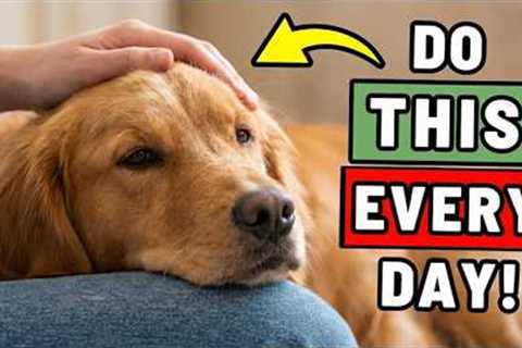 12 Things You Rarely Do for Your Dog (But Should Every Day) | Dog Care