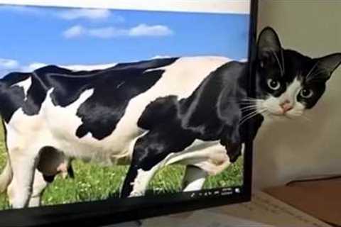 You Laugh, You Lose! 🤣 Funny Cat Videos 2026 😹 Part 124