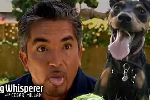 Season 1 Episodes 15&amp;16 | How to Train Hyper &amp; Overly Excited Dogs