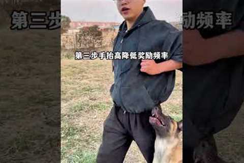 Four steps teach you to look up and follow#dog#Training dogs#Dog training school#Dog owner