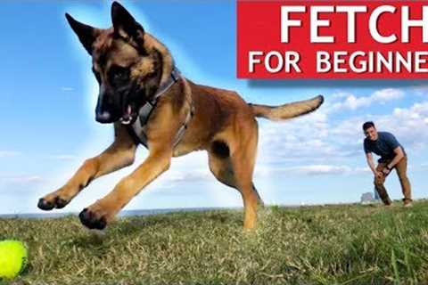 Train ANY Dog How To Play Fetch PERFECTLY
