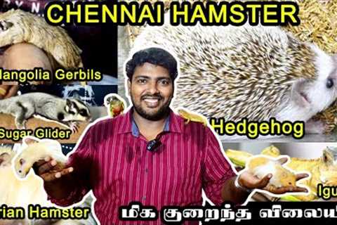 Beautiful Exotic Pets at Chennai Hamsters | Sugar Gliders | Iguana | Hamsters | Hedgehog | Parrots