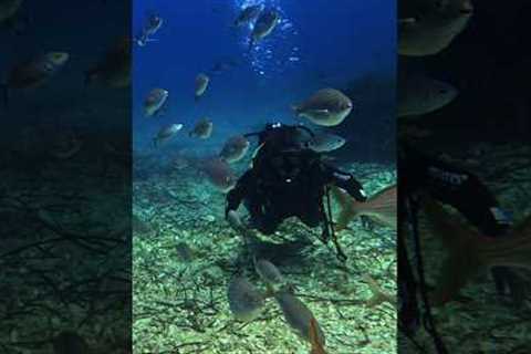 Scuba Diving in the Adriatic Sea, Dubrovnik Croatia #diving #scubadiving #travel #fyp #croatia