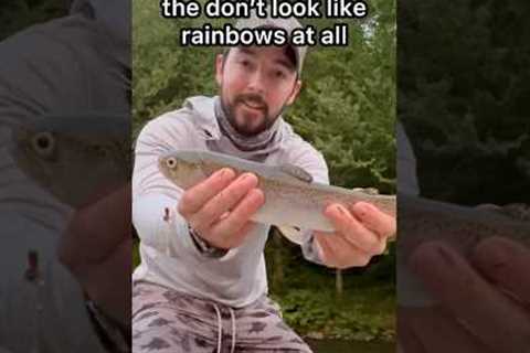 How were Rainbow Trout Named #fishing #trout #rainbow