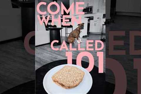 How to teach a dog to come when called like a pro!  #dogtraining #puppytraining