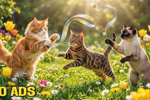 12 Hours of CALMING Music for Cats to Reduce Stress and Anxiety