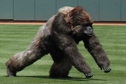 Craziest Animal Interference Moments in Sports History