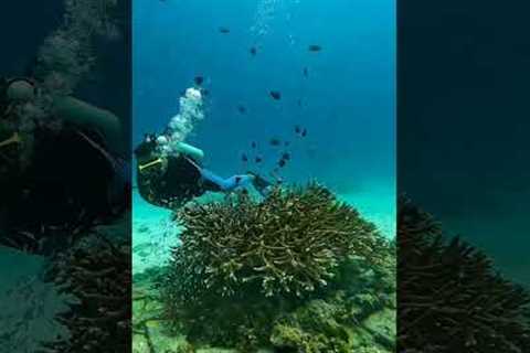 SCUBA DIVING in Phuket - Thailand | Phuket Day Trips | Sea Bees Diving