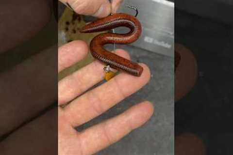 artificial bait for fishing! Worm lure for bass fishing ! #fishingvideo #bassfishing #itopfishing