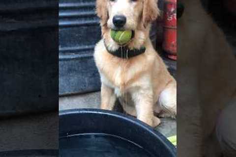 Golden Retriever Puppy Training Tips and Tricks #subscribe #retriever #dog #shorts