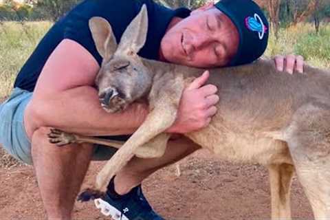 When Animals Love You by Cute Way No One Does It 😍