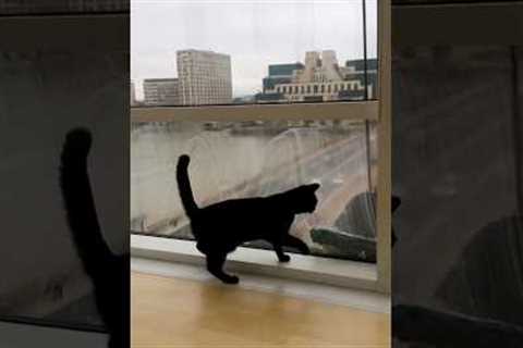 Adorable Kittens! 😻 | Hilarious Cat Videos