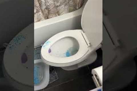 Kitty Potty Training Fail!