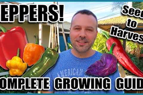 Pepper Growing Tips - Complete Gardening Guide on How to Grow Peppers // Grow More Peppers per Plant
