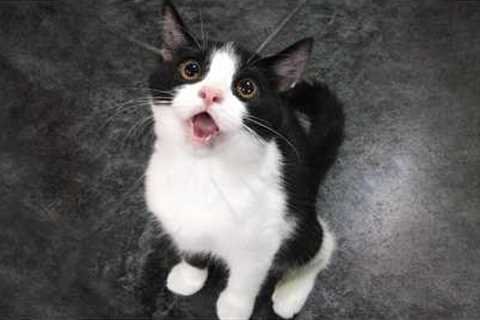 You Laugh, You Lose! 🤣 Funny Cat Videos 2026 😹 Part 127