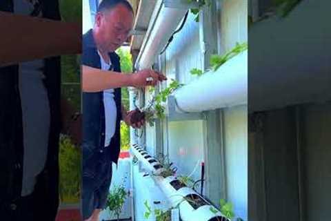 Simple horizontal pipe garden setup — not vertical this time! #plants #shorts