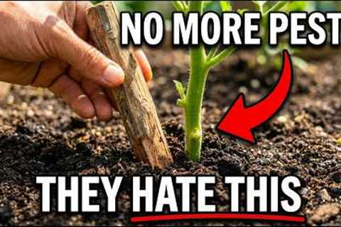Why Amish Gardens Never Have Pests — The One Stick Method Corporations Hate.